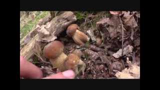 BOLETUS AESTIVALIS 2013 a 20 Y 21 DE AGOSTO [upl. by Berky459]