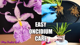 How to Care for Oncidium Orchids  Watering Repotting Reblooming amp more Orchid Care for Beginners [upl. by Allisurd]