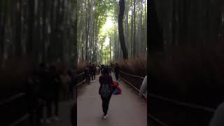 Sagano Bamboo Forest [upl. by Devona]