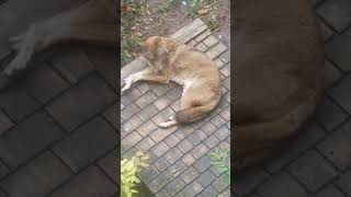 🐺 Coyote Enjoys A Beautiful Day 🐺 coyote cuteanimals wildanimals [upl. by Norab]