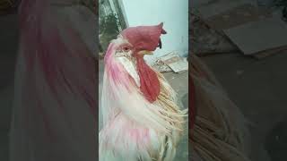 Funny chicken song par Lalu ke short chicken chickensong ❤️❤️❤️ [upl. by Ahsien169]