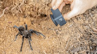 Roadside Tarantula  Will It Bite GoPro Close Up [upl. by Lunna]