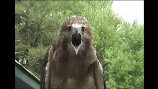 Redtail hawk screaming [upl. by Nylecoj170]