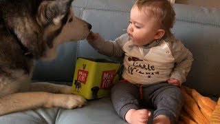 My Baby learning to feed my Husky is the Cutest Thing Ever [upl. by Ibocaj]