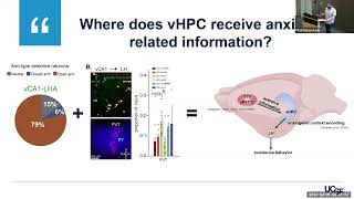 A ThalamicVentral Hippocampal Circuit That Supports AnxietyRelated Behavior [upl. by Adnuhsat96]