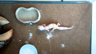 Leopard gecko wagging tail when eating [upl. by Defant513]