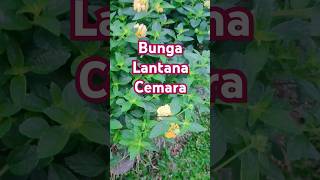 Bunga Lantana Cemara kebunpandu lantanacamara lantana bungalantana [upl. by Yllatan984]