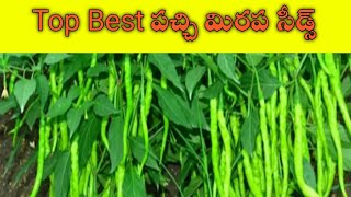 top best chilli seeds greenchilliseeds పచ్చి మిర్చి సీడ్స్ జెర్సీ56 341 maa seeds sonali [upl. by Dukie]