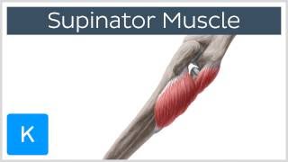 Supinator Muscle  Origins amp Function  Human Anatomy  Kenhub [upl. by Eninaj929]