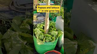 Grow Papaya and lettuce 🥬 in one grow bag terracegardning gardenideas garden lettuce papaya [upl. by Olivier]