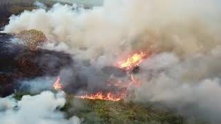 Ladang Tebu Chuping Perlis Terbakar [upl. by Eadith972]