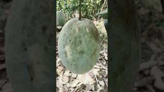 4kg Mango Mother Plant [upl. by Enyallij]