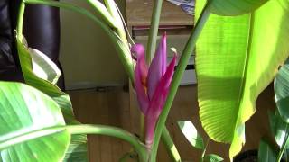 Flowering Musa Velutina Pink Banana and Cavandish [upl. by Legim]