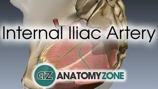 Internal Iliac Artery [upl. by Hterag]