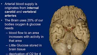 Anatomy and Physiology I Central Nervous System CNS [upl. by Acirehs461]