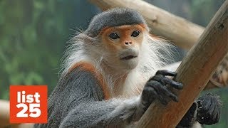 25 Most ENDANGERED Primates We May Lose This Century [upl. by Nylqcaj]