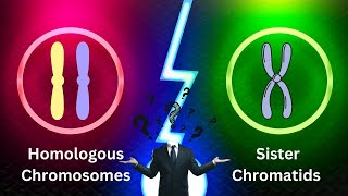 Homologous Chromosomes and Sister Chromatids Simplified [upl. by Averat453]