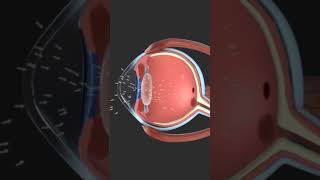 Eye anatomy and physiology animation 👁 shorts eyeballs humanbody [upl. by Othello]