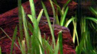 My Gudgeon in Cold water fish tank Gründling im Aquarium 13 [upl. by Ylrebnik99]