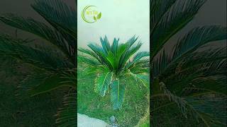 Green Cycas palm 🏝😲🎋 pretty plant beautiful cycas flower viralreels homegardening [upl. by Carolina]