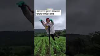 royalशेतकरी farming royalshetkari Shetkari शेती reels dharashivkarshetkariraja [upl. by Denis562]