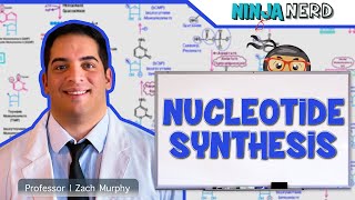 Metabolism  Nucleotide Synthesis  Purine amp Pyrimidine Synthesis [upl. by Haelat574]