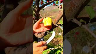 Sweet nutritious apples🍅🥝🍏shorts fruit shortvideo [upl. by Eirb]