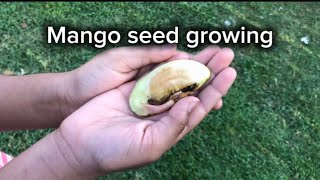 Germinating Mango Seeds with explanation [upl. by Catina560]