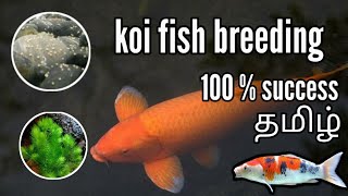 How to breed koi fish  Tamil  Aqua amp plants [upl. by Eirolav]