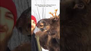 The man rescuing a Moose Stuck in Deep Snow moose bullmoose short [upl. by Castillo181]