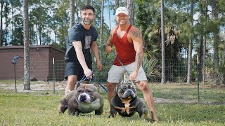 Muscletonebullys Episode 21 the master breeder academy visits USA genetics [upl. by Oaoj]