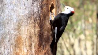 Whiteheaded Woodpecker Excavating Nest Cavity [upl. by Air965]