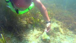 South Padre Island Snorkeling 🐚 🐠🐟 [upl. by Sebbie]