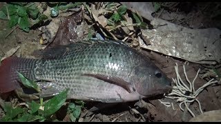 Pesca 2019 Tilapias con anzuelo y lombriz y atarraya en laguna [upl. by Issy]