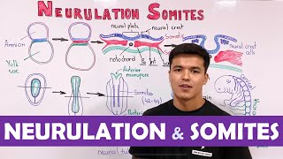 Embryology  Neurulation Somites [upl. by Sheelagh]