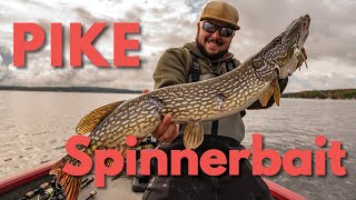 How to Fish for Northern Pike with a Spinnerbait Lure [upl. by Etselec]