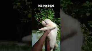 Pomeranian spitz puppy for sale trivandrum keralakerala transportation available good quality [upl. by Nancy]