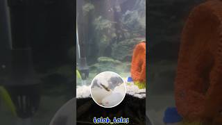 😍meri Molly fish ne bacche de diye🎉 vlog 250 shorts minivlog [upl. by Claudianus86]