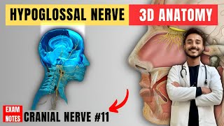 hypoglossal nerve anatomy  12th nerve anatomy  cranial nerve anatomy [upl. by Charleen]