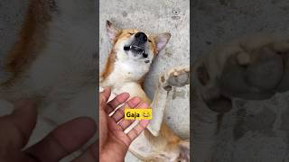 Gaja piliya isney 😂 germanshepherd streetdog poordog animallover doglover funnyanimal [upl. by Aneet]