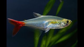 Ikan Glass Bloodfin Tetra Si Ikan Kaca Penghias Aquarium [upl. by Deelaw]