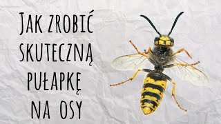 Pułapka na osy z butelki  Skuteczna i prosta  Sposób na wszystko [upl. by Simmie]