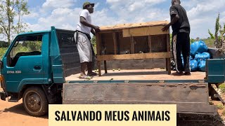 Salvando Meus Animais A Mudança Para Uma Nova Machamba Cheia de Alimento” [upl. by Ennaeed561]