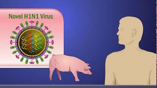 Antigenic Shift and the H1N1 Influenza A Virus [upl. by Semaj251]