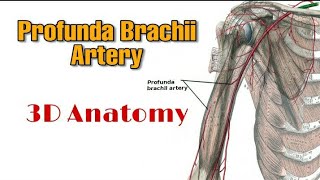 Profunda Brachii Artery  Course and Branches [upl. by Trista97]