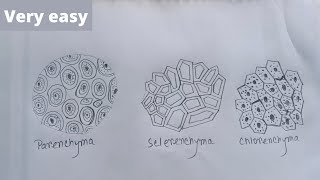 How to draw parenchyma collenchyma and sclerenchyma [upl. by Nallaf]