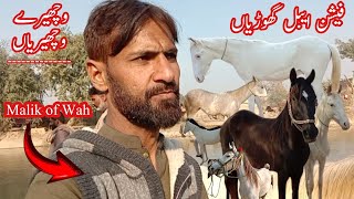 Fashionable Female Horses and baby Horses  Malik of Wah [upl. by Abdul]