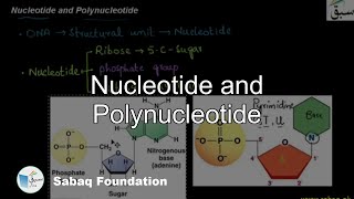 Nucleotide and Polynucleotide Biology Lecture  Sabaqpk [upl. by Zachary]