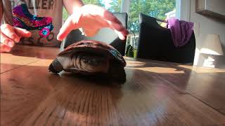 Ma tortue Pelomedusa Coquine [upl. by Drais]