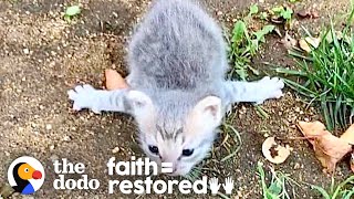 Tiny Kitten Who Couldnt Walk Runs After Her Siblings Now  The Dodo Faith  Restored [upl. by Sucirdor]